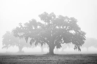  Photograph - A Foggy Morning by Chris Moore