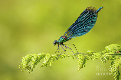  Photograph - Beautiful Demoiselle by Andy Brown
