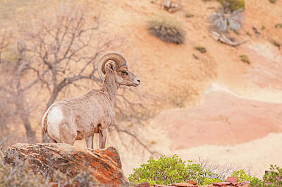 Designs Similar to Desert Bighorn Ram #1