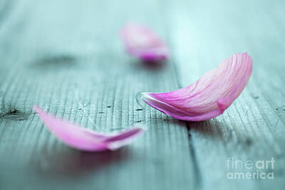 Designs Similar to Peony petals #3 by Kati Finell