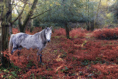 Designs Similar to New Forest - England #33