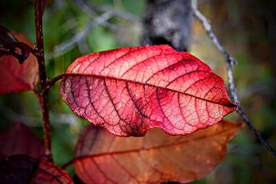  Photograph - Autumn Red by Michael Brungardt