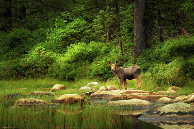  Photograph - Baby Moose at Lilly Pond. White Mountain National Forest. by Vladimir Grablev