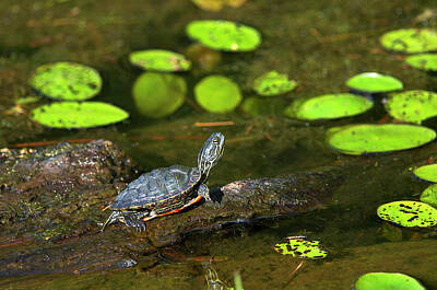 Designs Similar to Baby Western Painted Turtle