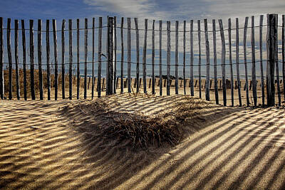  Photograph - Beach Bush by Diana Hughes