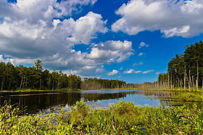  Photograph - Beautiful Afternoon in the Pine Lands by Louis Dallara
