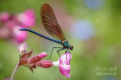  Photograph - Beautiful Demoiselle by Andy Brown