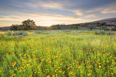 Designs Similar to Bitterweed at Enchanted Rock 1