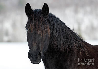 Designs Similar to Black Beauty by Nina Stavlund