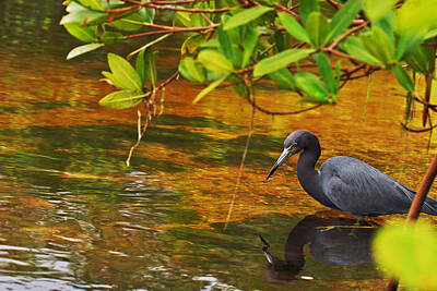  Photograph - Blue Heron by Mark Russell