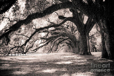 Oak Trees Original Artwork