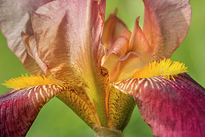 Designs Similar to Bordeaux Bearded Iris 