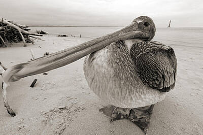 Southern Pelican Photos Original Artwork