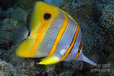 Spot-banded Butterflyfish Photos