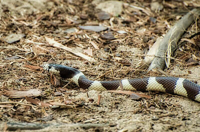 Designs Similar to California Kingsnake