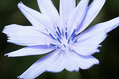 Designs Similar to Chicory by David Taylor