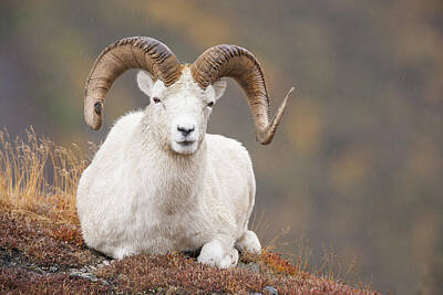 Big Horn Sheep Photos