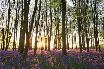  Photograph - English Bluebell Wood by Chris Deeney