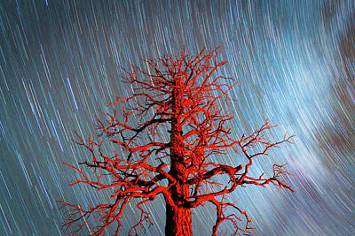  Photograph - Fire Tree by Skyler Russell