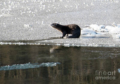 Designs Similar to Frosty River Otter 