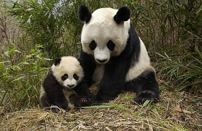 Panda Cub Photos
