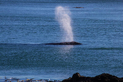 Designs Similar to Gray Whale Breathing