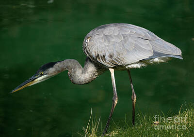  Photograph - Great Blue Heron series by Tom Brickhouse