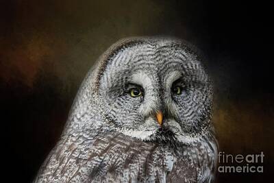 Cinereous Owl Art
