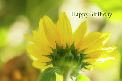 Designs Similar to Happy Birthday Sunflower