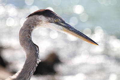  Photograph - Heron Searching by Jim Clark