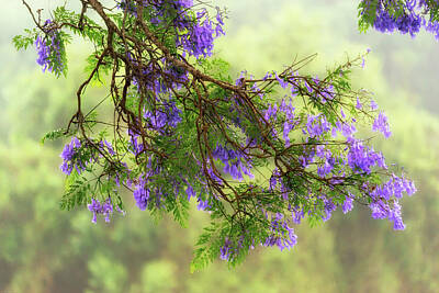 Designs Similar to Jacaranda In Bloom