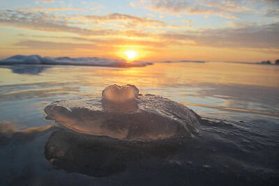  Photograph - Jellyfish Love by Jim Clark