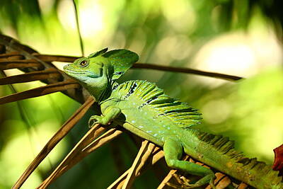 Designs Similar to Jesus lizard by ByetPhotography