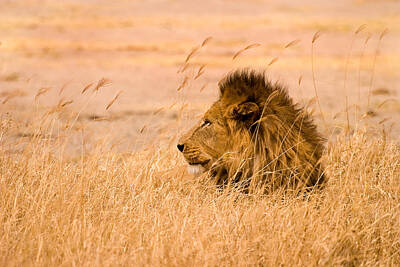 Serengeti Photos