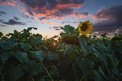 Designs Similar to Late Bloomer by Aaron J Groen