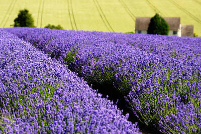  Photograph - Lavender Field by Chris Deeney