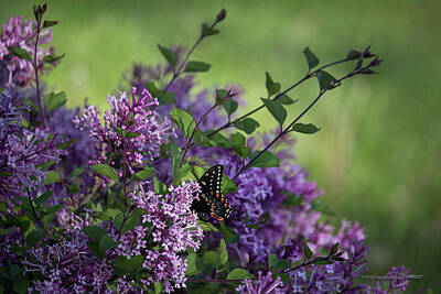  Photograph - Lilac Enchantment by Karen Casey-Smith
