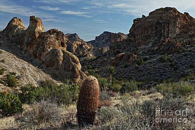 Designs Similar to Lone Cactus by Rick Mann