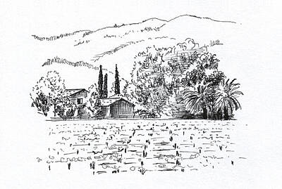 Vineyard Landscapes Drawings