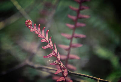 Designs Similar to New Zealand Fern