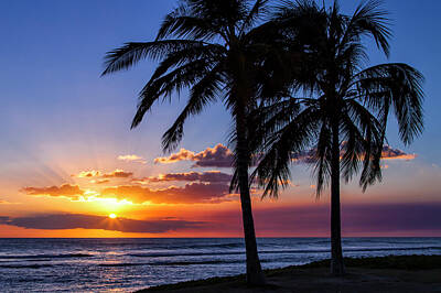  Photograph - Oahu Palms by Chris Austin