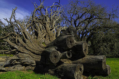 Designs Similar to Old Tree Roots by Garry Gay