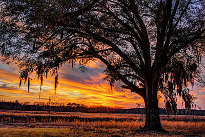  Photograph - Palmetto Sunset by Chris Austin