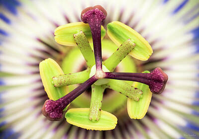 Common Passion Flower Art