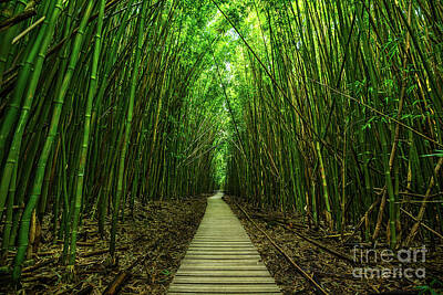 Bamboo Photos