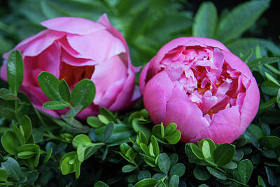  Photograph - Pink Peony Pair by DLP Squared Photography