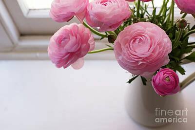  Photograph - Pink ranunculus by Natalie Board