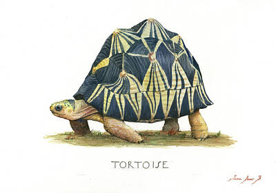 Tortoise Paintings