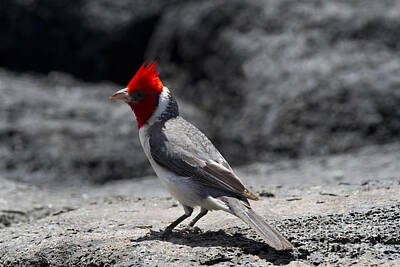 Red-crested Cardinal Original Artwork