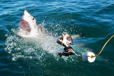 White Shark Photos